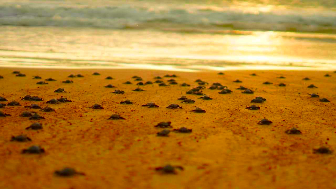 Beach Tour