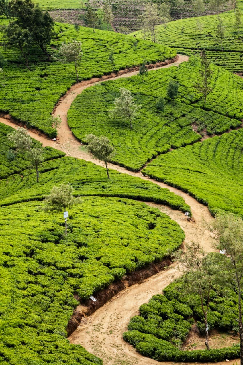 Sri Lanka Wildlife, Heritage & Hill Country Tour